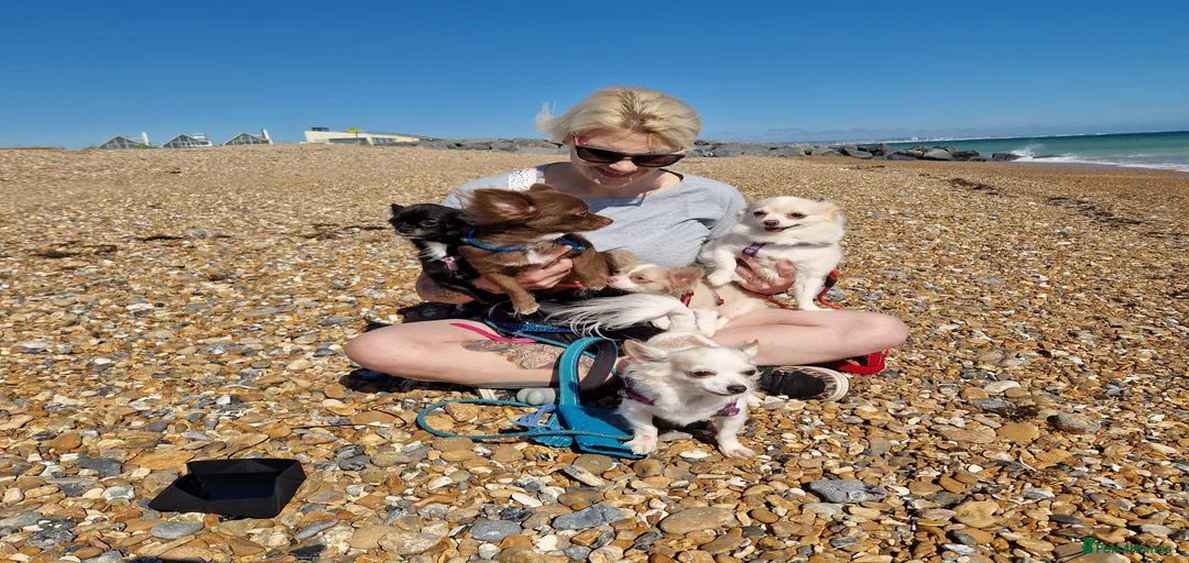 Gallery Image {{count}}