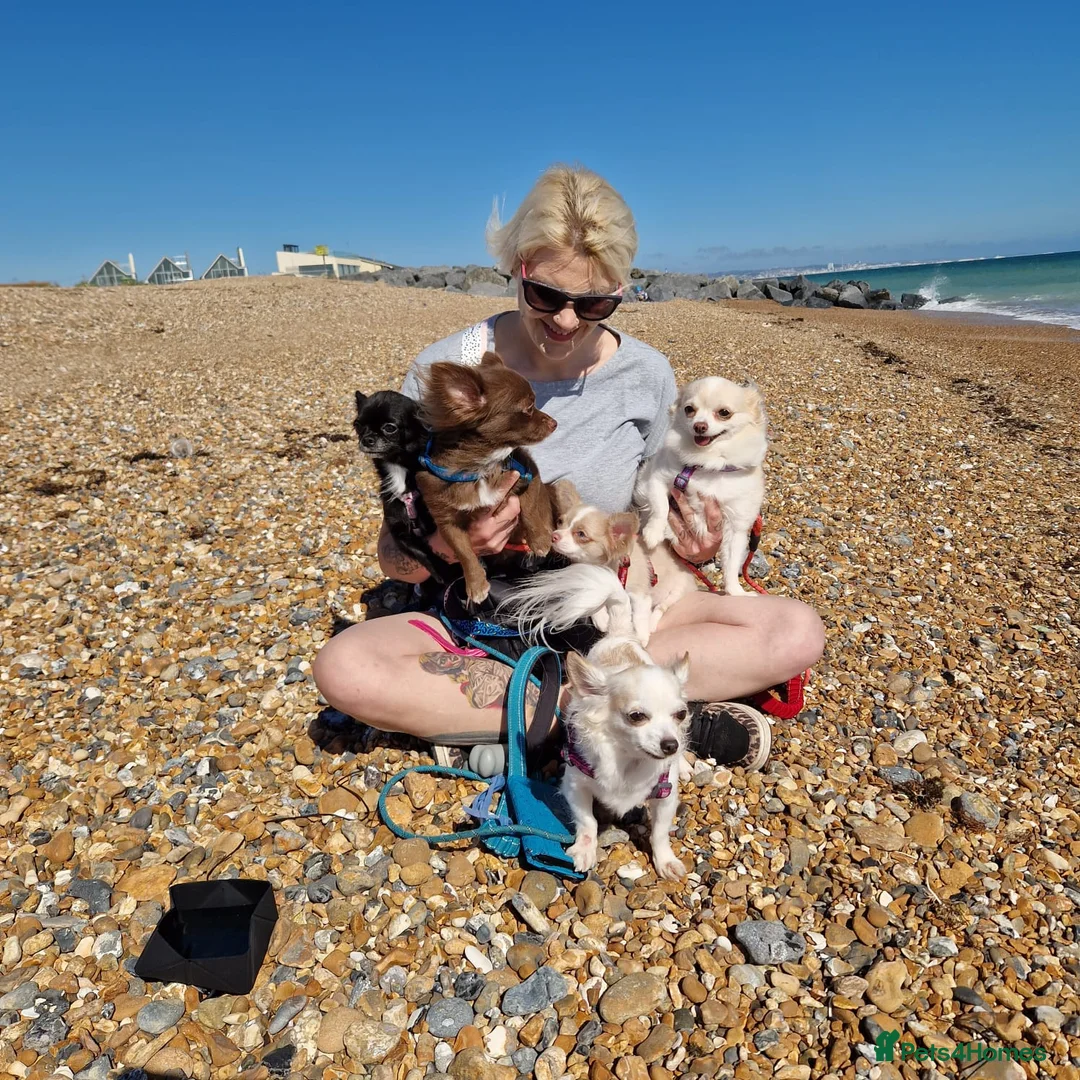 Gallery Image {{count}}