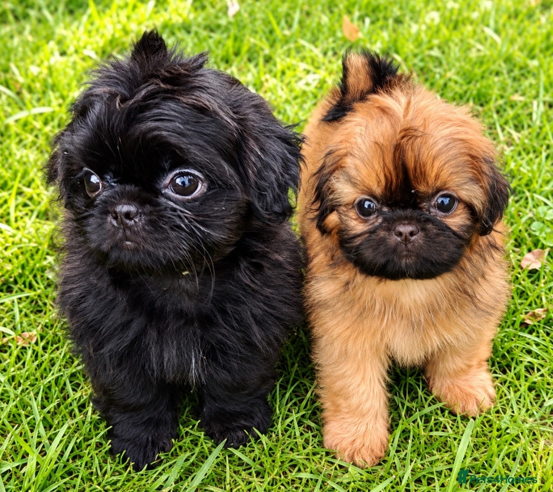 Shih Tzu dogs The Original Teddybear Puppies!  - Advert 1