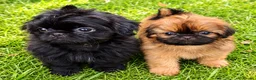 Shih Tzu dogs for sale: The Original Teddybear Puppies!  - Advert 1