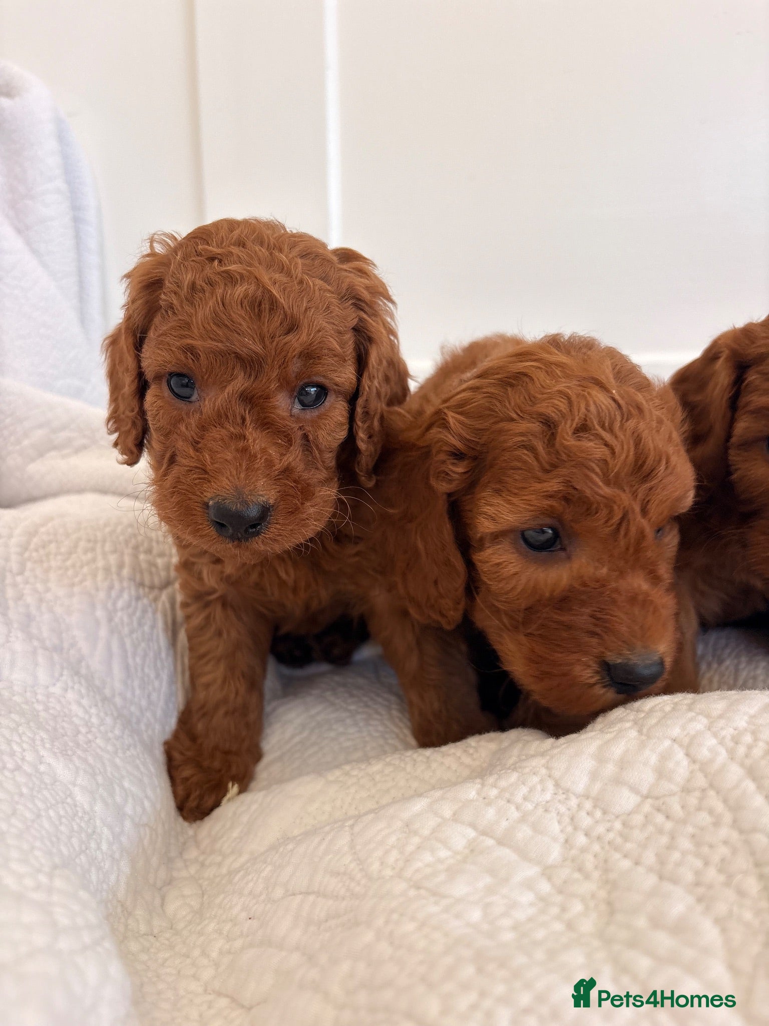 Cockapoo dogs LICENSED BREEDER HEALTH TESTED COCKAPOOS  - Advert 2