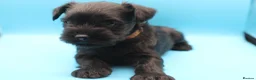 Miniature Schnauzer dogs for sale: 🌟 Exceptional KC Miniature Schnauzer Puppies 🌟 - Advert 11