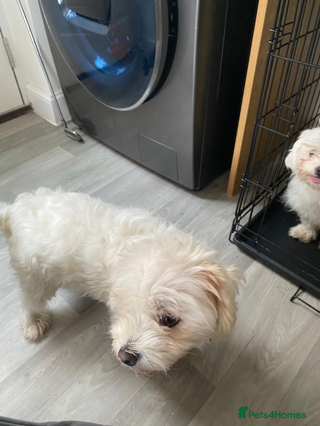 Maltese dogs for sale: £1200 EACH TWO Maltese (2 years) dogs for sale  - Image 4