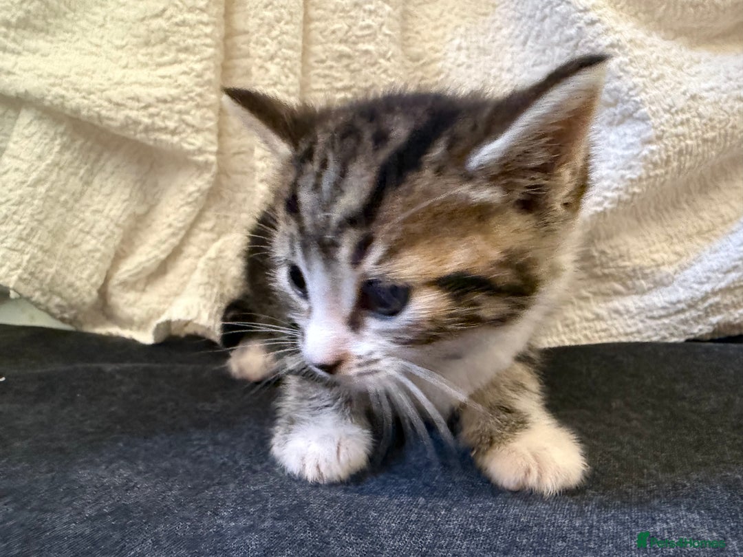Domestic Shorthair cats for sale: 5 gorgeous kittens for sale - Image 3