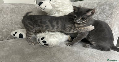 Bengal cats - Advert 8