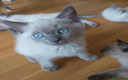 Ragdoll cats for sale: Ragdoll and BSH rare colour kittens (5 left) - Image 14