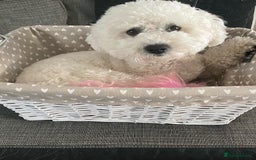 Poochon dogs for sale: Poochon puppies  - Image 1