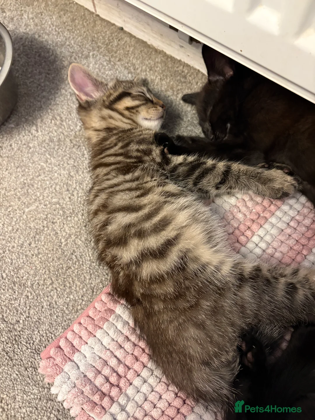 Mixed Breed cats for sale: 4 beautiful kittens ready for new home  - Advert 4