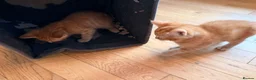 Ragdoll cats for sale: Ragdoll X kittens  - Advert 25