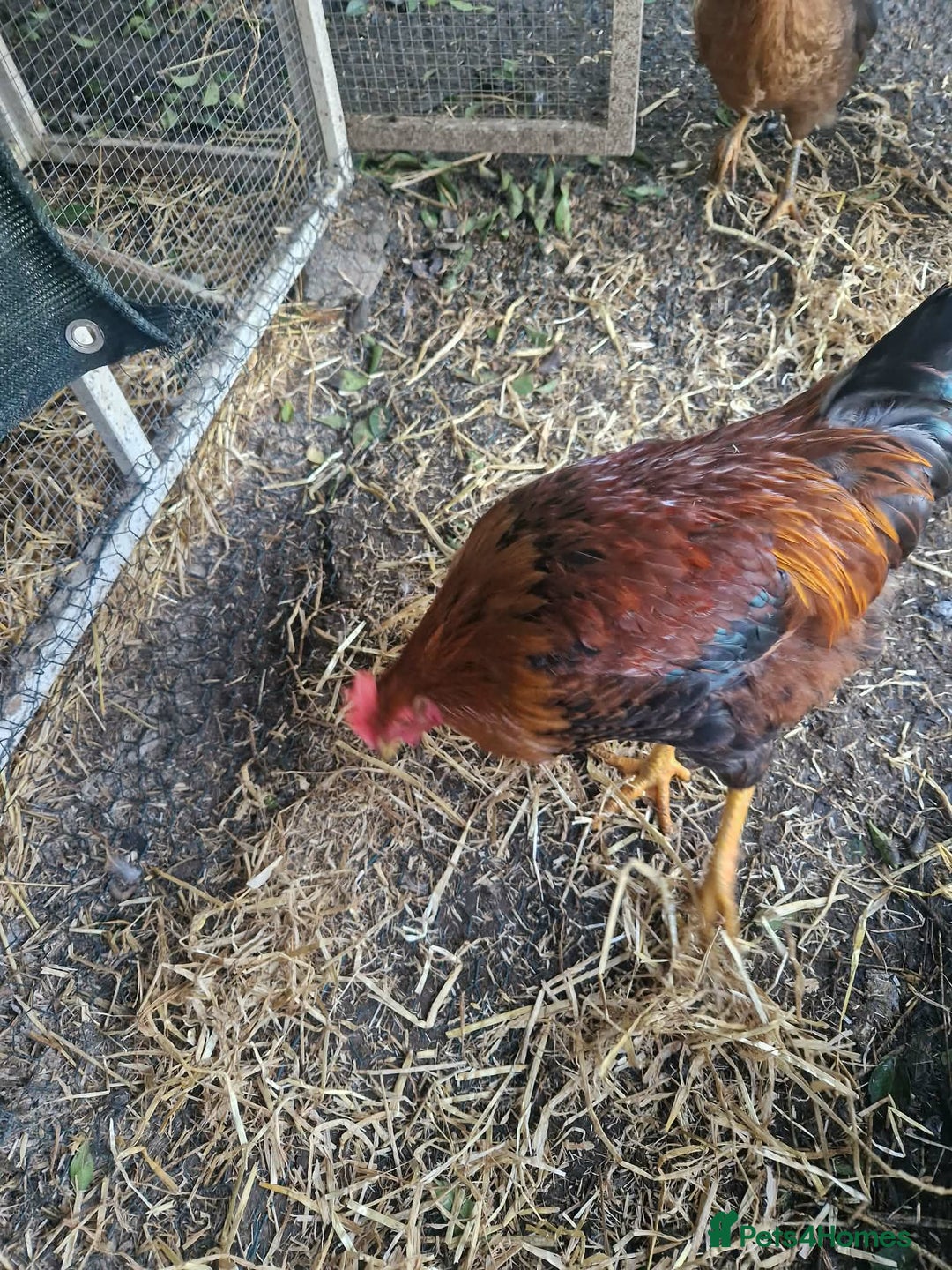 Chickens poultry for sale: 2 Roosters for exchange only - Advert 2