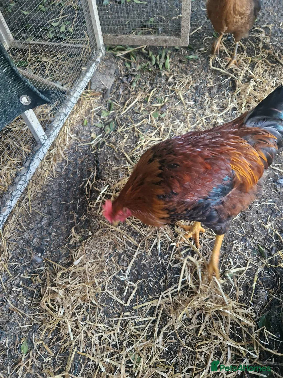 Chickens poultry for sale: 2 Roosters for exchange only - Advert 2