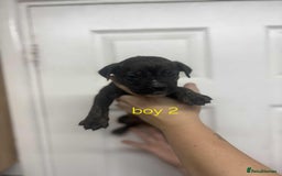 Mixed Breed dogs for sale: Beautiful mastiff cross pups - Image 31