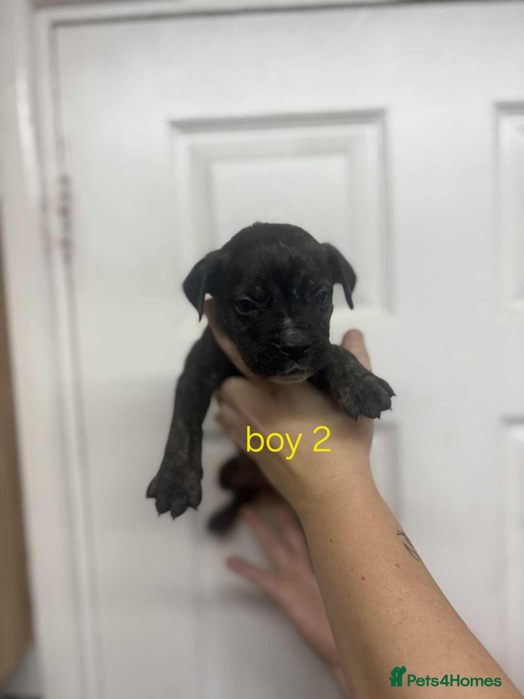 Mixed Breed dogs for sale: Beautiful mastiff cross pups - Image 31