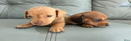 Miniature Dachshund dogs for sale: 🏆💙💖 KC REG 5 STAR BREEDER💙💖🏆CREAM - Advert 3