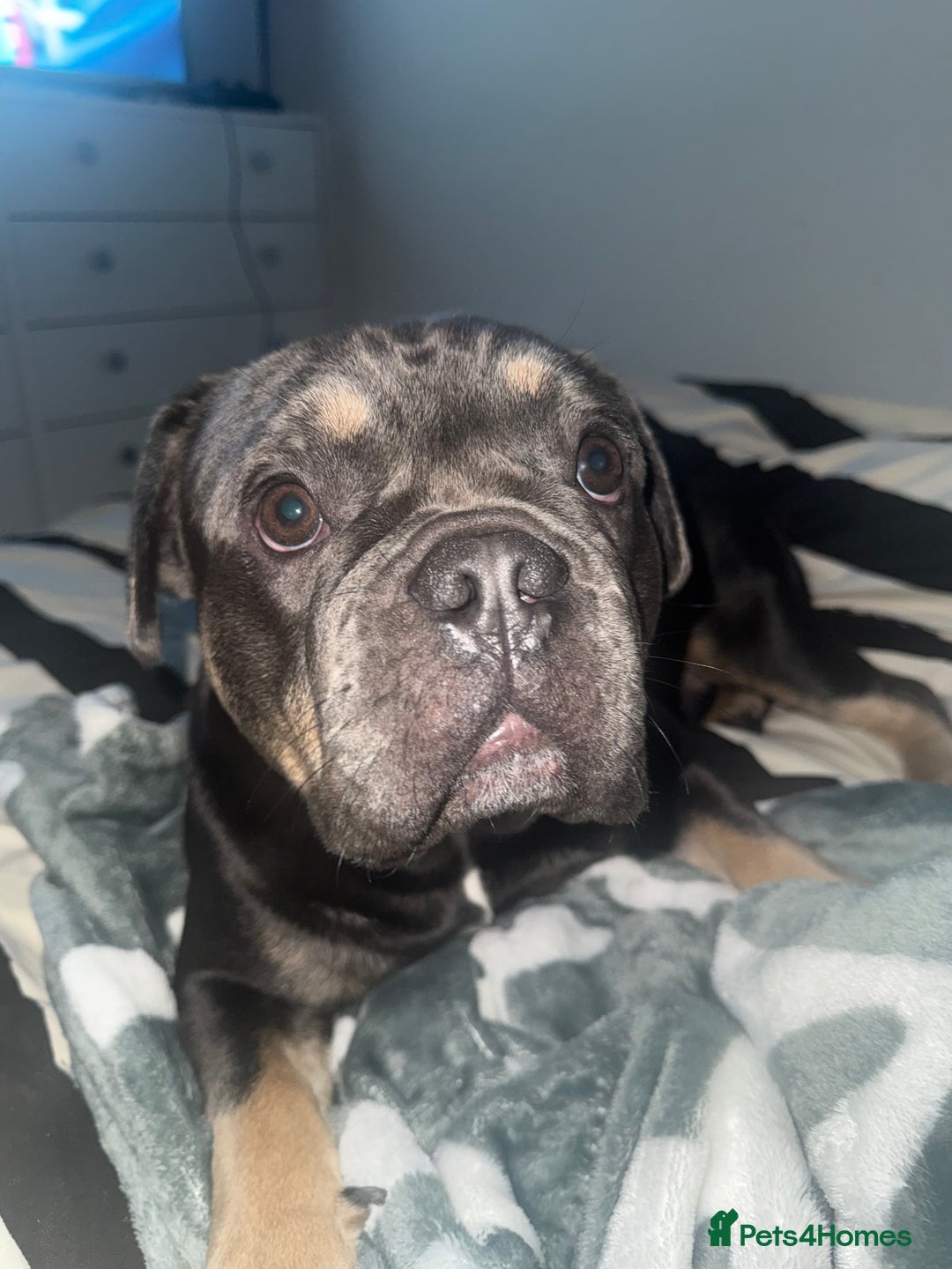 French Bulldog dogs for sale: French bulldog male - Advert 3