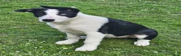 Border Collie dogs for sale: ISDS Border Collie Pups - Advert 5
