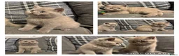 British Shorthair cats for sale: BEAUTIFUL PEDIGREE HEALTH TESTED BSH KITTENS  - Advert 1