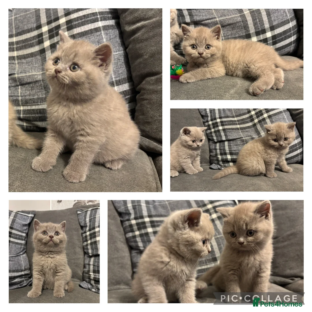 British Shorthair cats for sale: BEAUTIFUL PEDIGREE HEALTH TESTED BSH KITTENS  - Advert 1
