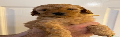 Yellow male puppy