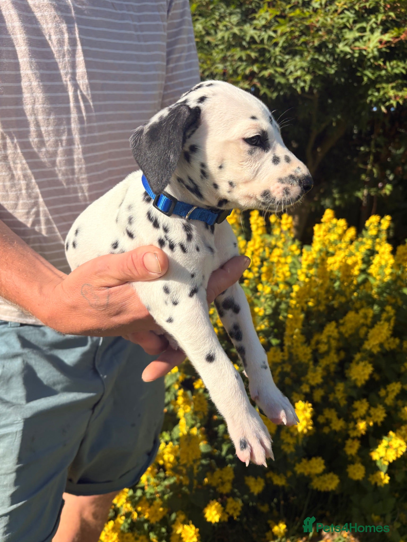 Dalmatian dogs Exceptional KC Dalmatian Puppies  - Advert 1