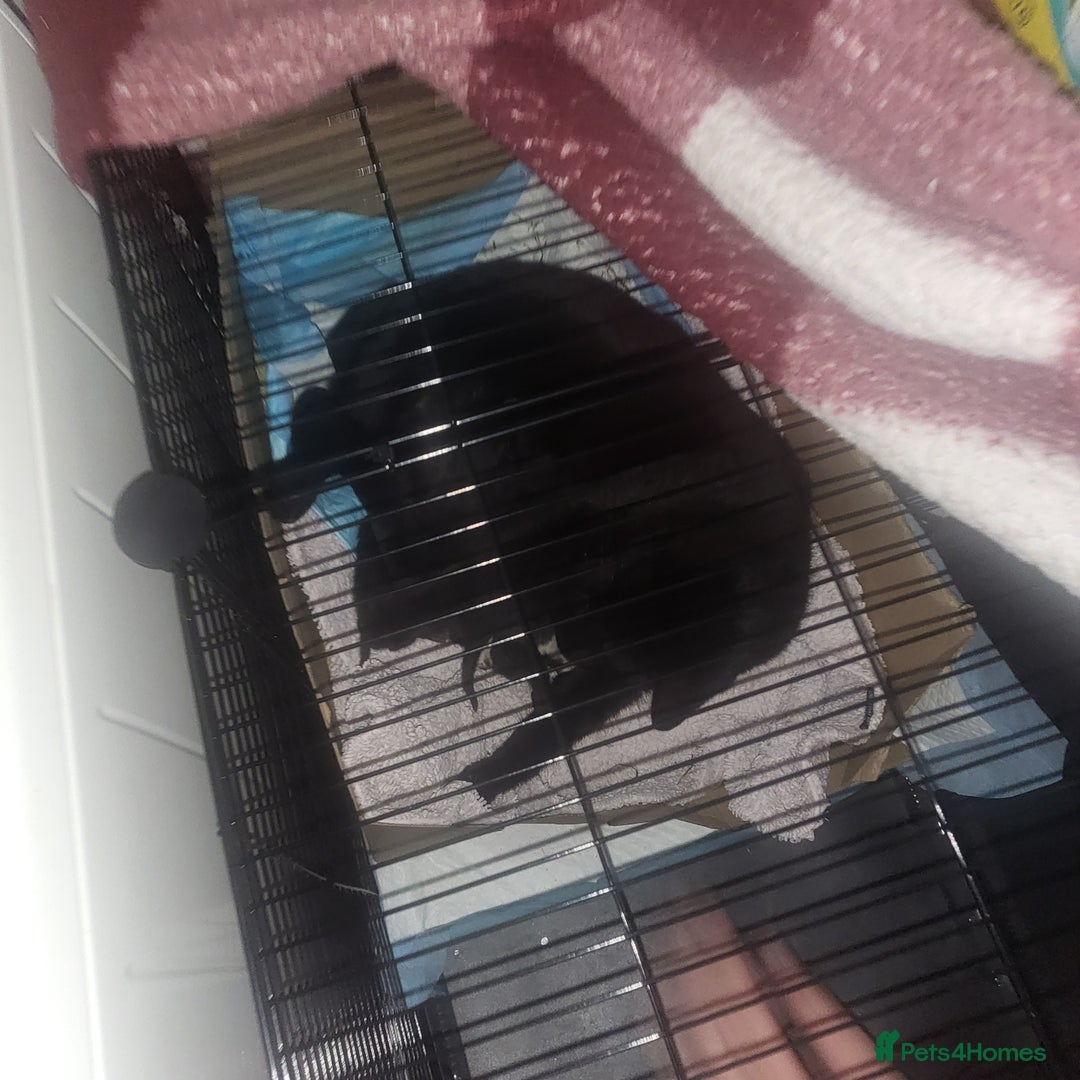 Domestic Shorthair cats for sale: Kittens - Image 3