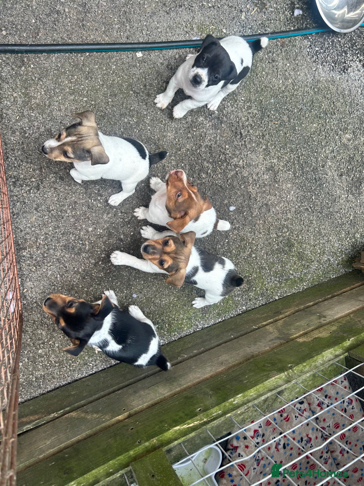 Jack Russell dogs Docked tail Jack Russel Puppies - Advert 5