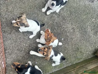Jack Russell dogs Docked tail Jack Russel Puppies - Advert 5
