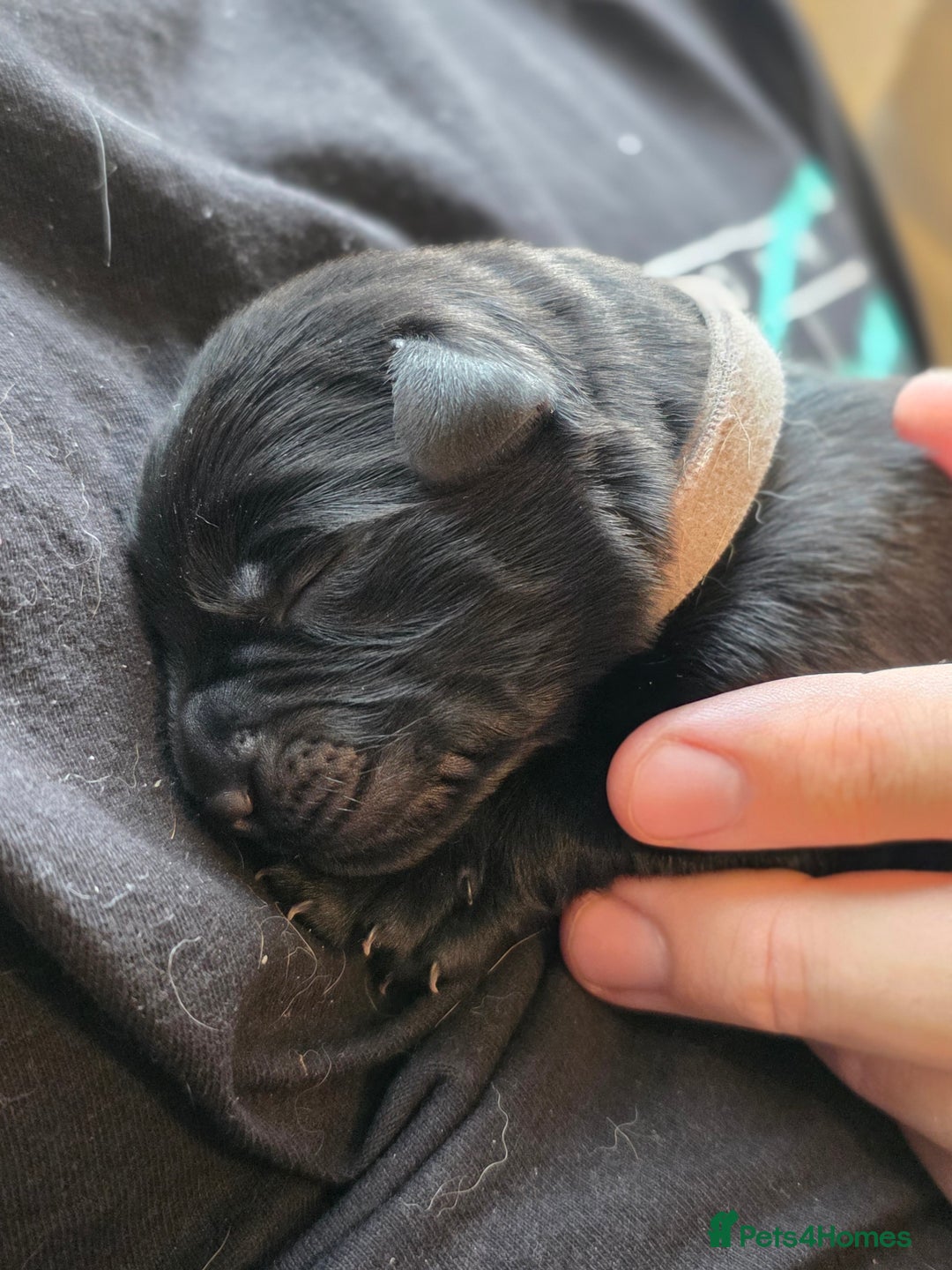 Mixed Breed dogs for sale: Sheprador Puppies - Image 11