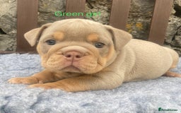 English Bulldog dogs for sale: KC REGISTERED LILAC & TAN ENGLISH BULLDOG PUPS - Image 14