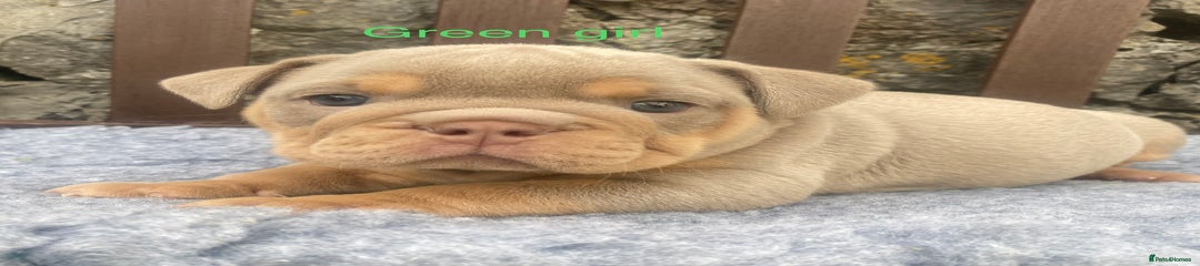 Green collar girl