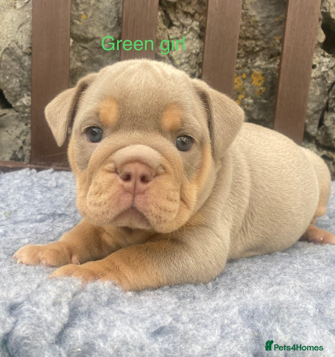 English Bulldog dogs for sale: KC REGISTERED LILAC & TAN ENGLISH BULLDOG PUPS - Image 14
