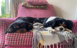 Cavalier King Charles Spaniel dogs for sale: KC reg 🍫parents/Eyes/heart&health certs - Image 13