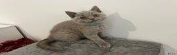 British Shorthair cats for sale:  British shorthair kittens Pedigree registered - Advert 41