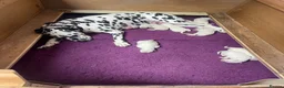 Dalmatian dogs for sale: Dalmatian puppies (5 males and 2 bitches) in Swindon - Advert 9