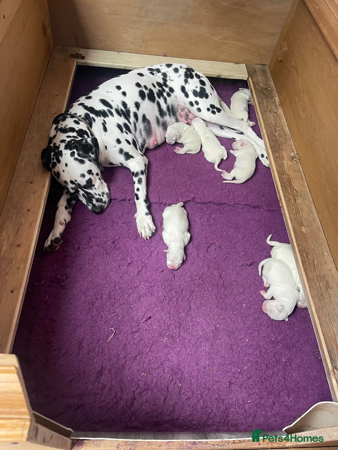 Dalmatian dogs for sale: Dalmatian puppies (5 males and 2 bitches) in Swindon - Advert 9