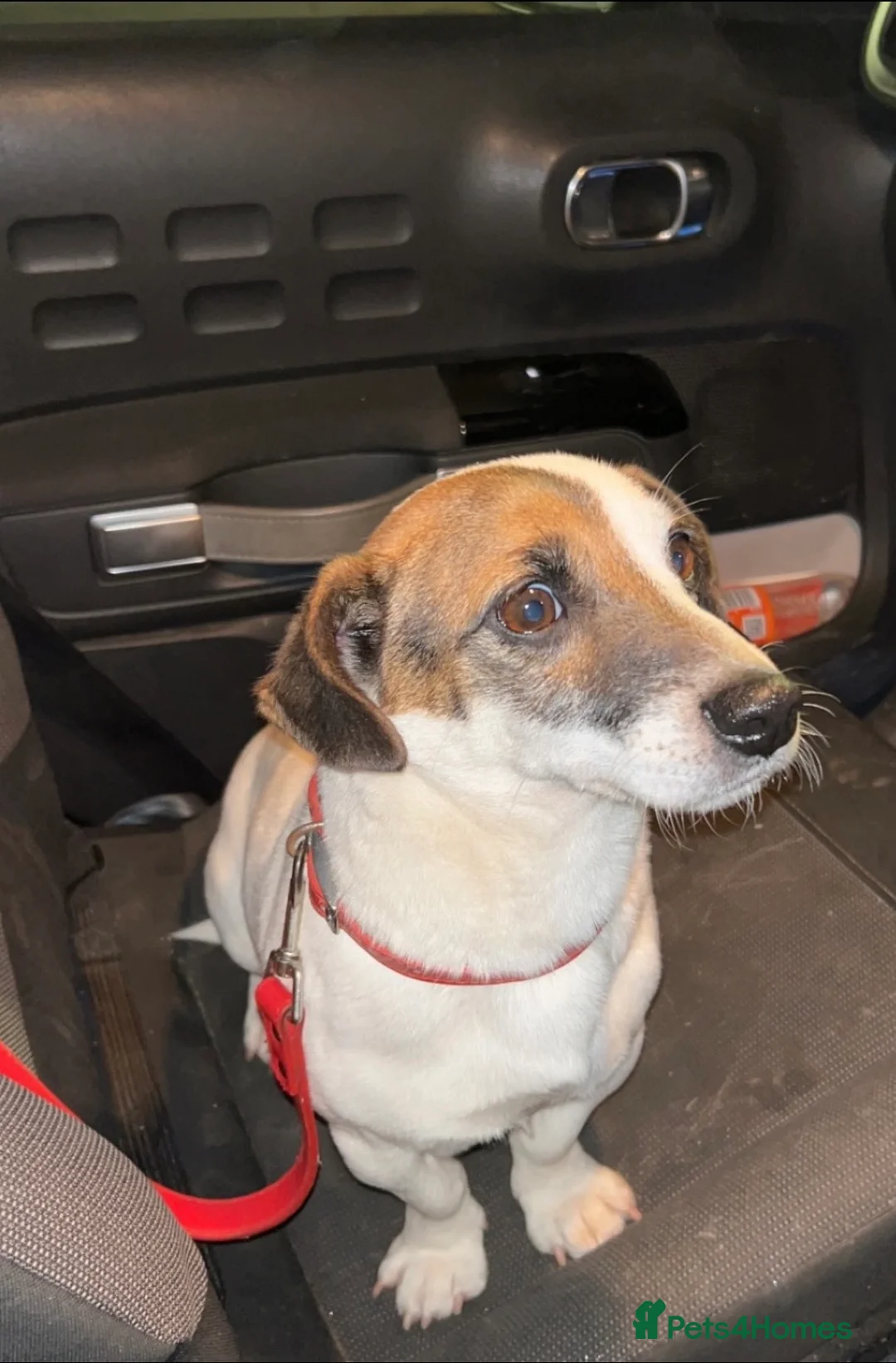 Jack Russell dogs for sale: Jack Russell pups. 2 LEFT - Advert 9