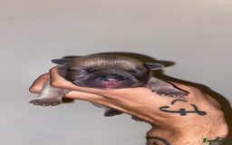 French Bulldog dogs for sale: French bulldogs  - Image 4