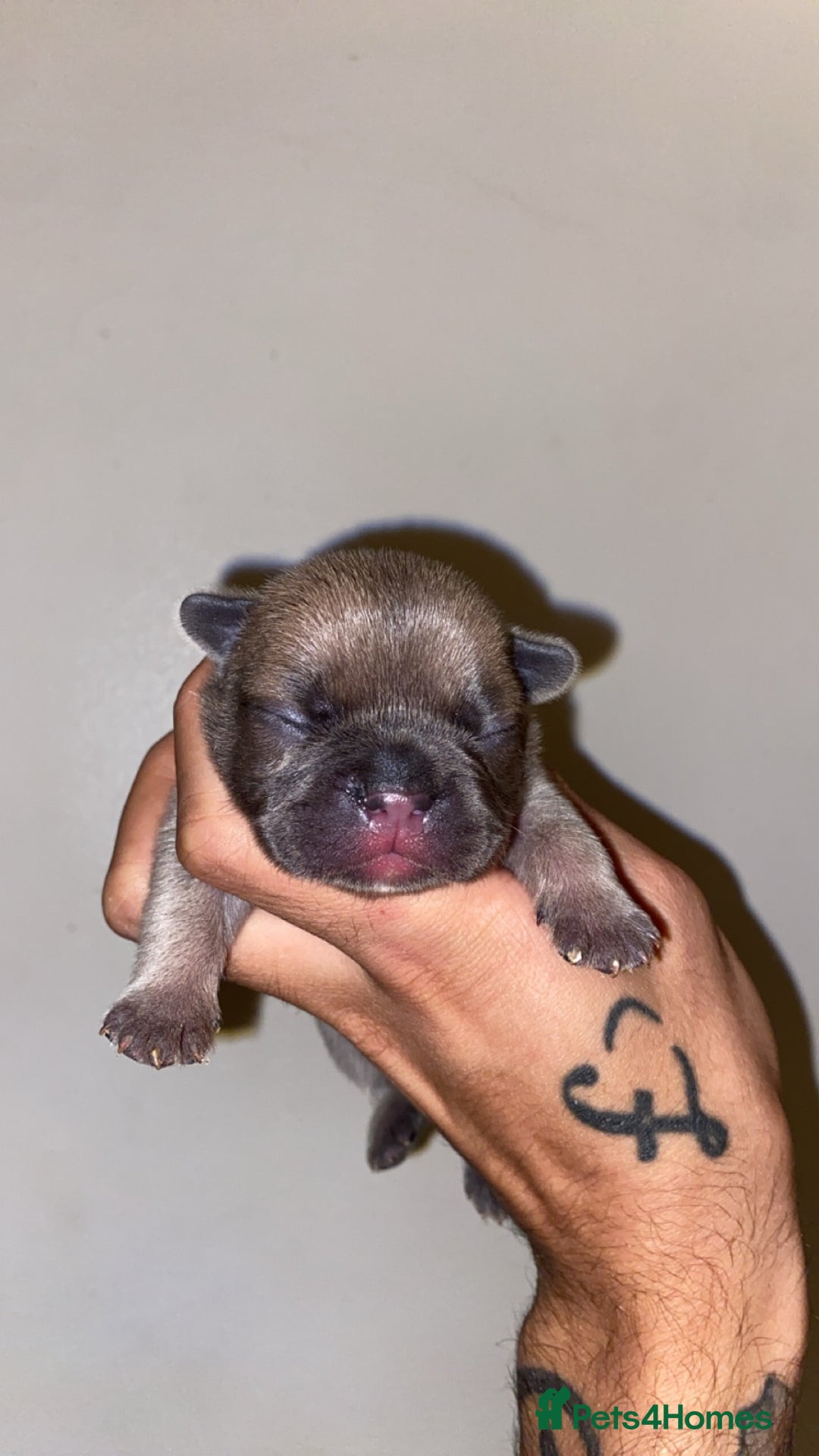 French Bulldog dogs for sale: French bulldogs  - Image 4