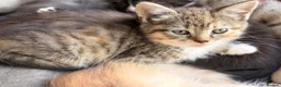 Scottish Fold cats for sale: GORGEOUS SCOTTISH FOLD X EXOTIC PERSIAN KITTENS - Advert 15