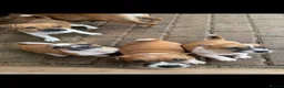 Jack Russell dogs for sale: Jack Russell puppies for sale - Advert 4
