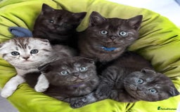 Scottish Fold cats for sale: 5 Full Pedigree Scottish Fold/Straight Kitens - Image 33
