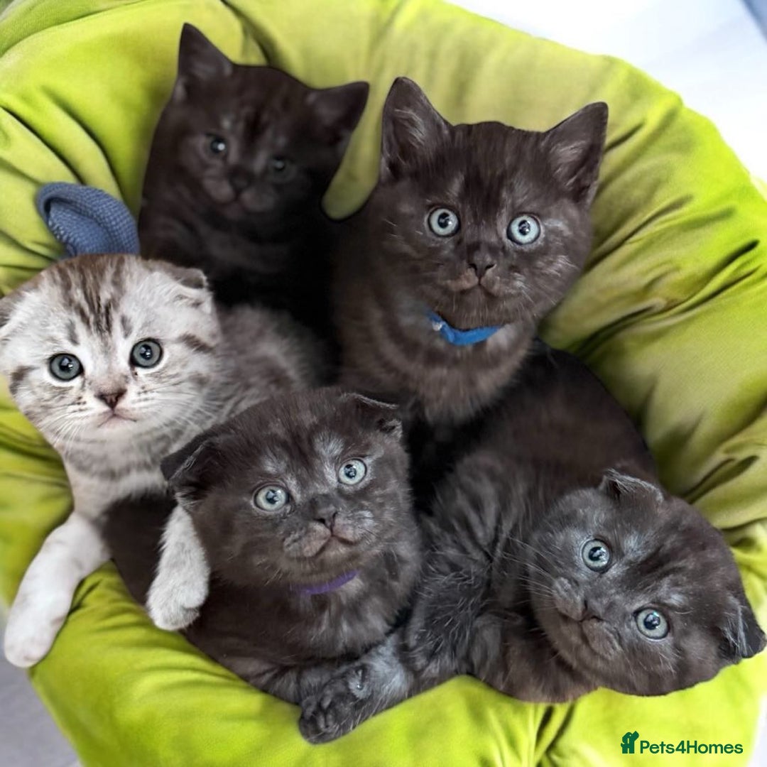 Scottish Fold cats for sale: 5 Full Pedigree Scottish Fold/Straight Kitens - Image 33