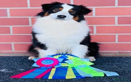Australian Shepherd dogs for sale: Superbly Bred, Top Quality Pups - Image 8