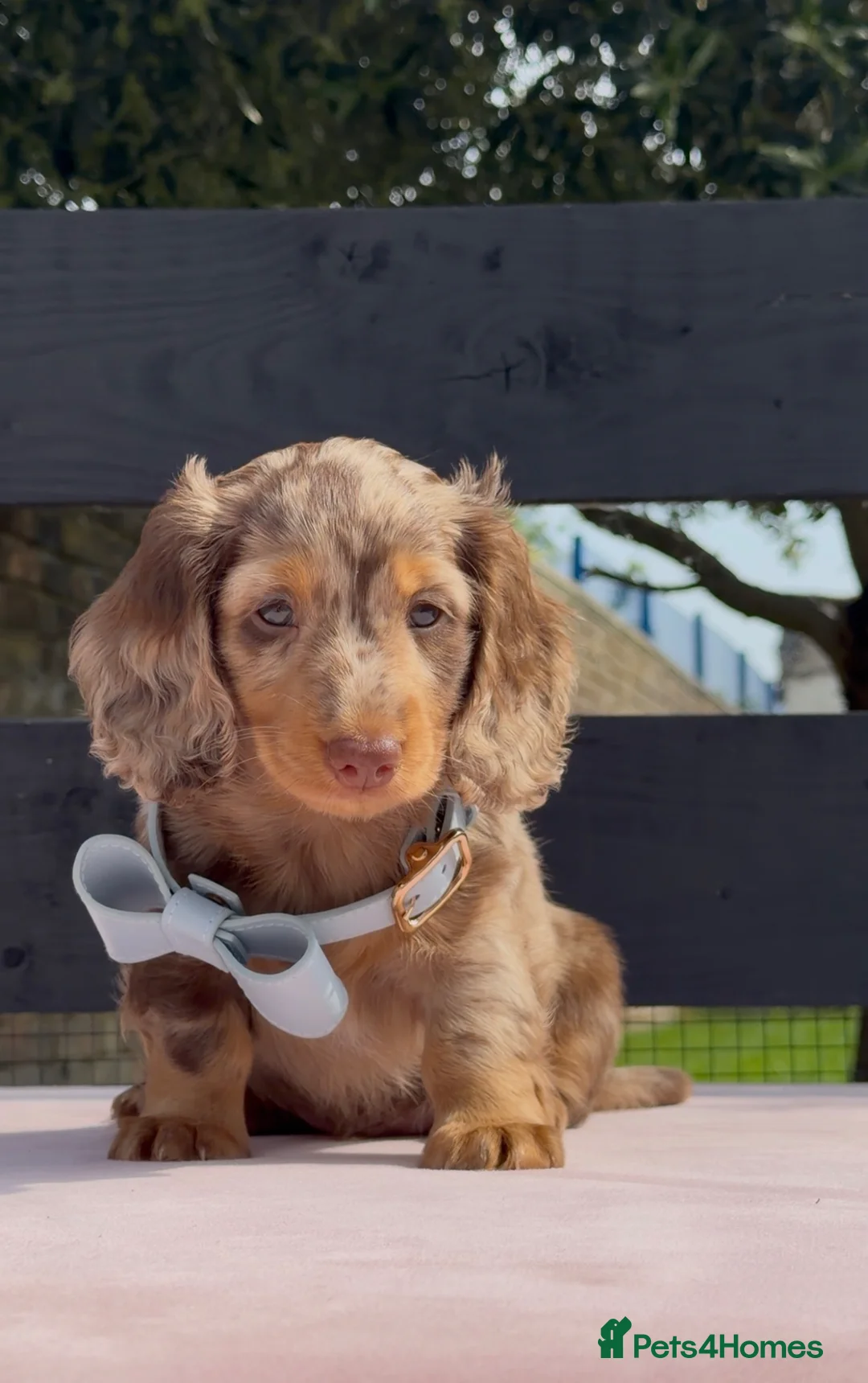 Miniature Dachshund dogs for sale: Chocolate & Tan Dapple Miniature Dachshund Boy  - Advert 2