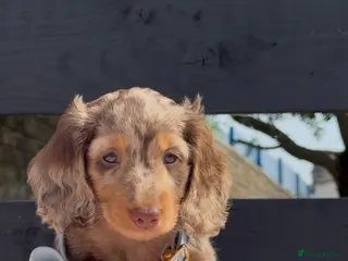 Miniature Dachshund dogs Chocolate & Tan Dapple Miniature Dachshund Boy - Advert 4
