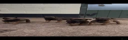 Belgian Shepherd Dog dogs for sale: Belgian Malinois puppies in Bungay - Advert 15