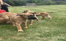 Belgian Shepherd Dog dogs for sale: KC registered Belgian Malinois Puppies - Image 6