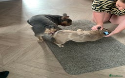 Pug dogs for stud: KC Reg Proven French Bulldog Lilac & Tan For Stud in Colchester - Image 6