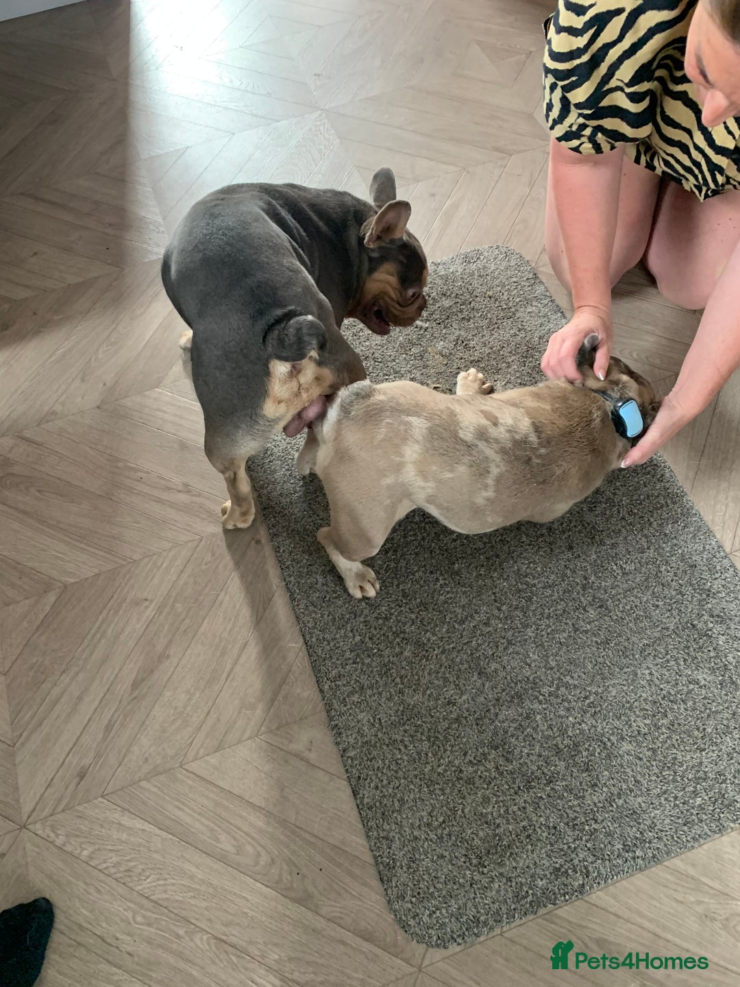 Pug dogs for stud: KC Reg Proven French Bulldog Lilac & Tan For Stud in Colchester - Image 6