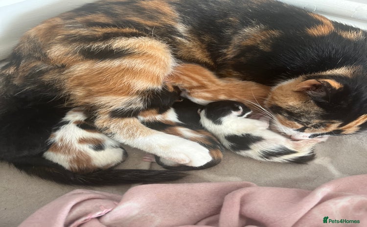 Mixed Breed cats - Advert 4